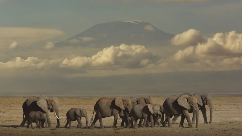 Cle de Fa - Elephant